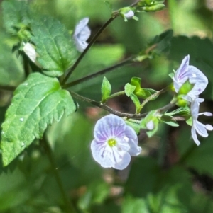 Veronica grosseserrata at Uriarra Village, ACT - 1 Feb 2024