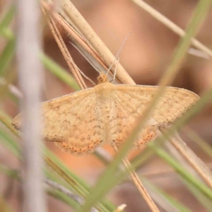 Scopula rubraria at Black Mountain - 31 Jan 2024