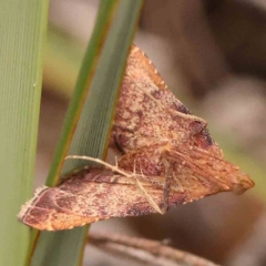 Endotricha pyrosalis (A Pyralid moth) at Point 83 - 31 Jan 2024 by ConBoekel