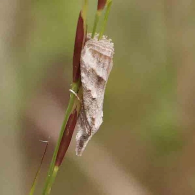 Heliocosma melanotypa at Black Mountain - 31 Jan 2024 by ConBoekel