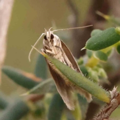 Oecophoridae (family) (Unidentified Oecophorid concealer moth) at Black Mountain - 30 Jan 2024 by ConBoekel