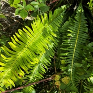 Blechnum nudum at Uriarra Village, ACT - 25 Jan 2024