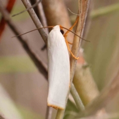 Xylorycta luteotactella (A Gelechioid moth) at Black Mountain - 30 Jan 2024 by ConBoekel