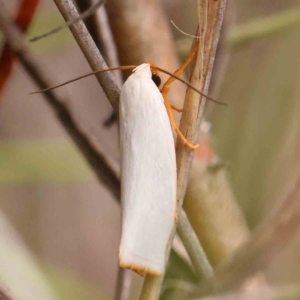 Xylorycta luteotactella at Black Mountain - 31 Jan 2024