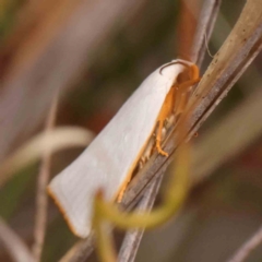 Xylorycta luteotactella at Black Mountain - 31 Jan 2024