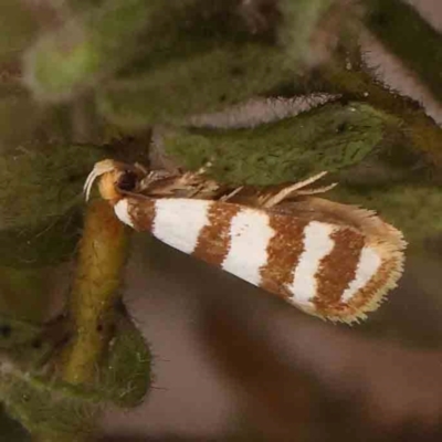 Eulechria contentella (A concealer moth) at Black Mountain - 30 Jan 2024 by ConBoekel