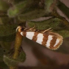 Eulechria contentella at Black Mountain - 31 Jan 2024