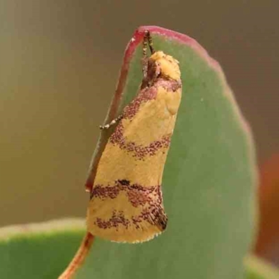 Psaroxantha basilica (A Concealer moth (Wingia Group)) at Black Mountain - 30 Jan 2024 by ConBoekel