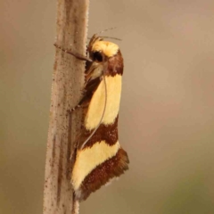 Chrysonoma fascialis (A concealer moth) at Black Mountain - 31 Jan 2024 by ConBoekel