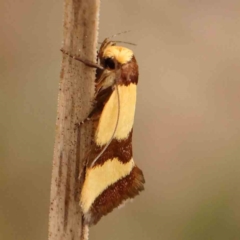 Chrysonoma fascialis (A Concealer moth (Wingia group) at Black Mountain - 31 Jan 2024 by ConBoekel