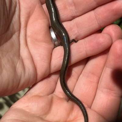 Hemiergis talbingoensis (Three-toed Skink) at Ainslie, ACT - 28 Jan 2024 by RussA