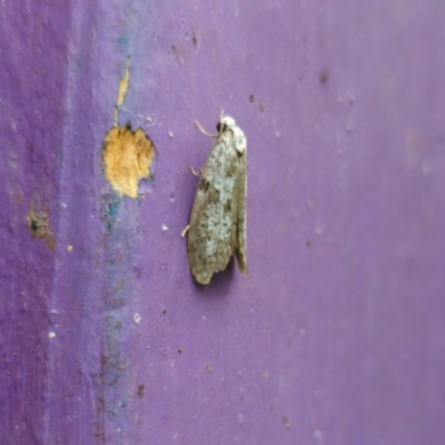 Lepidoscia (genus) ADULT (A Case moth) at Captains Flat, NSW - 1 Feb 2024 by Csteele4