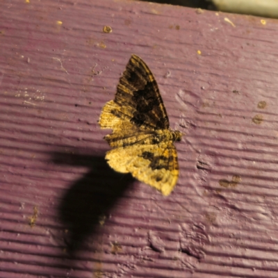 Chloroclystis filata at Captains Flat, NSW - 1 Feb 2024 by Csteele4