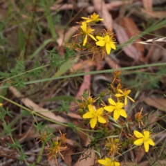 Hypericum perforatum (St John's Wort) at Acton, ACT - 31 Jan 2024 by ConBoekel