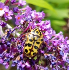 Neorrhina punctatum (Spotted flower chafer) at Wingecarribee Local Government Area - 31 Jan 2024 by Aussiegall