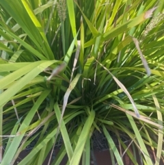 Lomandra longifolia (Spiny-headed Mat-rush, Honey Reed) at Radford College - 1 Feb 2024 by Louise159