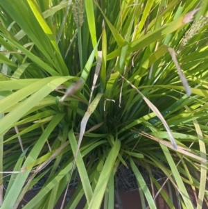 Lomandra longifolia at Radford College - 2 Feb 2024 09:26 AM