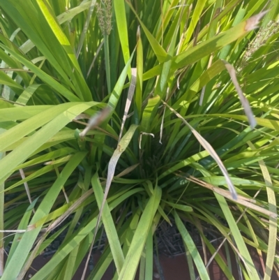 Lomandra longifolia (Spiny-headed Mat-rush, Honey Reed) at Bruce Ridge to Gossan Hill - 1 Feb 2024 by Louise159