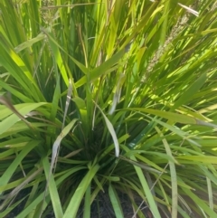 Lomandra longifolia at Radford College - 2 Feb 2024 09:26 AM