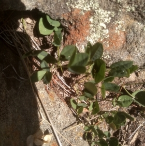 Grona varians at Cooma, NSW - 1 Feb 2024 02:30 PM