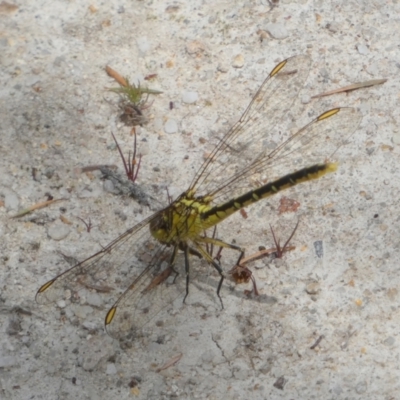 Austrogomphus guerini (Yellow-striped Hunter) at QPRC LGA - 30 Jan 2024 by Paul4K