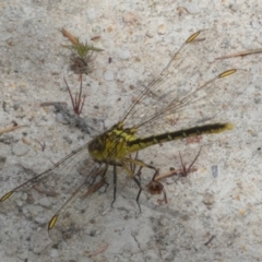 Austrogomphus guerini at QPRC LGA - 30 Jan 2024