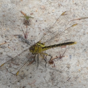 Austrogomphus guerini at QPRC LGA - 30 Jan 2024