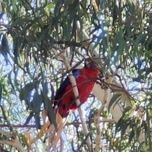 Platycercus elegans at Radford College - 2 Feb 2024 09:44 AM