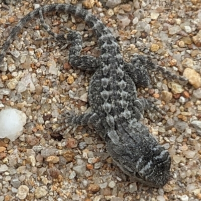 Amphibolurus muricatus at QPRC LGA - 31 Jan 2024 by Paul4K