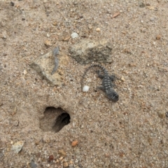 Amphibolurus muricatus at QPRC LGA - suppressed