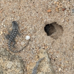 Amphibolurus muricatus at QPRC LGA - suppressed