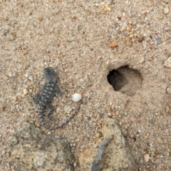 Amphibolurus muricatus at QPRC LGA - suppressed