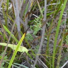 Polichne parvicauda at QPRC LGA - 30 Jan 2024