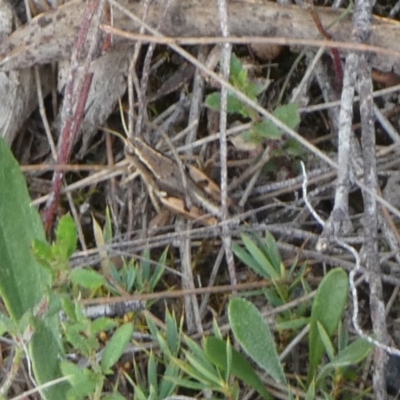 Phaulacridium vittatum (Wingless Grasshopper) at QPRC LGA - 30 Jan 2024 by Paul4K