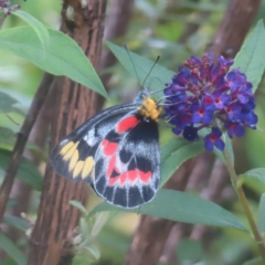 Delias harpalyce (Imperial Jezebel) at QPRC LGA - 1 Feb 2024 by MatthewFrawley