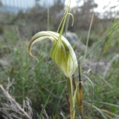 Diplodium reflexum (Dainty Greenhood) at Boro - 30 Jan 2024 by Paul4K