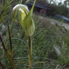 Diplodium reflexum at QPRC LGA - 30 Jan 2024