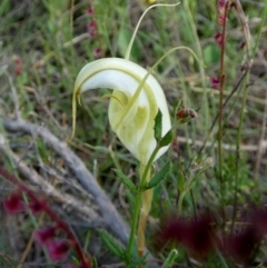 Diplodium reflexum at QPRC LGA - 30 Jan 2024