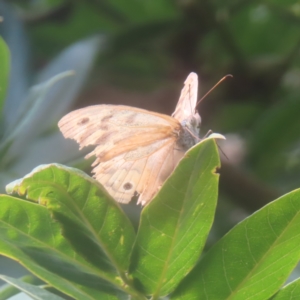 Heteronympha merope at QPRC LGA - 2 Feb 2024 09:08 AM