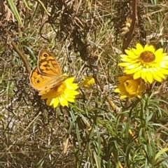 Heteronympha merope at Black Mountain Peninsula (PEN) - 6 Nov 2023