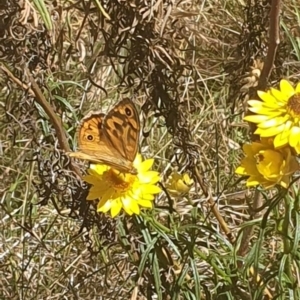 Heteronympha merope at Black Mountain Peninsula (PEN) - 6 Nov 2023