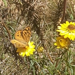 Heteronympha merope at Black Mountain Peninsula (PEN) - 6 Nov 2023