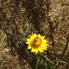 Lasioglossum (Chilalictus) sp. (genus & subgenus) (Halictid bee) at Black Mountain Peninsula (PEN) - 6 Nov 2023 by ChrisBenwah