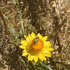 Lasioglossum (Chilalictus) sp. (genus & subgenus) at Black Mountain Peninsula (PEN) - 6 Nov 2023 11:07 AM