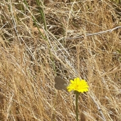 Zizina otis (Common Grass-Blue) at Black Mountain Peninsula (PEN) - 6 Nov 2023 by ChrisBenwah