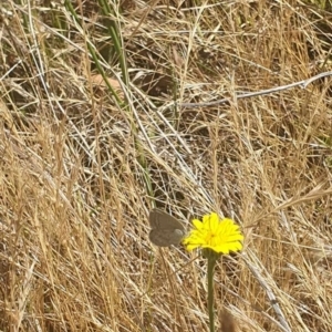 Zizina otis at Black Mountain Peninsula (PEN) - 6 Nov 2023