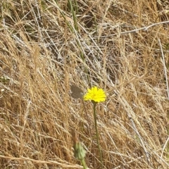 Zizina otis at Black Mountain Peninsula (PEN) - 6 Nov 2023