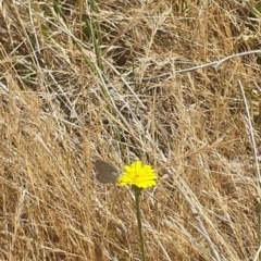 Zizina otis at Black Mountain Peninsula (PEN) - 6 Nov 2023 11:06 AM