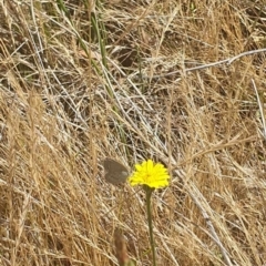 Zizina otis at Black Mountain Peninsula (PEN) - 6 Nov 2023