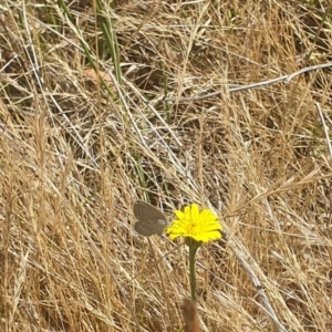 Zizina otis at Black Mountain Peninsula (PEN) - 6 Nov 2023